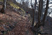 16 Grandi faggi nel bosco di salita